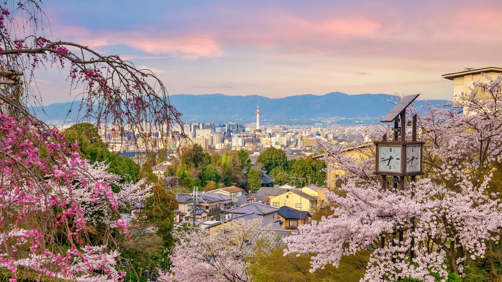 A view of the modern Kyoto skyline, the Kyoto observation tower is the tallest amongst the buildings. In the foreground we can see cherry blossom trees in bloom and a public analogue clock which seems to be powered by solar panels. A perfect photo showcasing Kyoto's past and present in harmony.