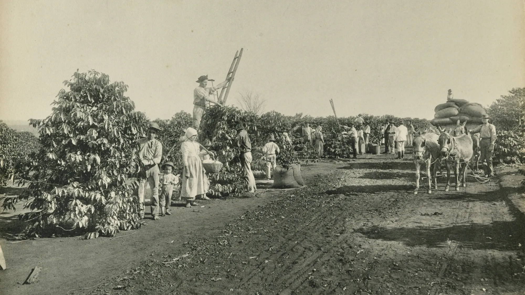 Early 1900s black & white photograph. Featured are a group of people of European descent. They are busy working on a coffee plantation in São Paulo, Brazil. Some people have ladders to reach higher coffee berries, others are at ground level. One man is stood with two horses preparing to pull a cart laden with sacks of coffee.