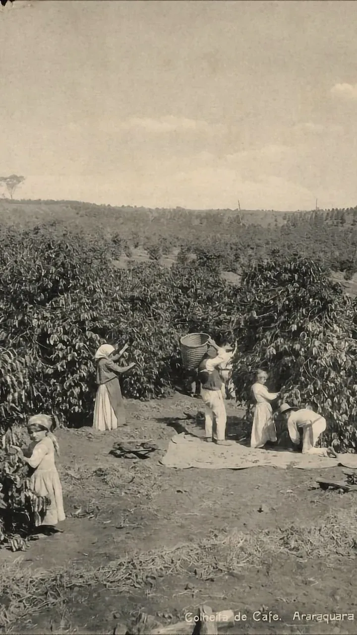 An old circa 1900 sepia-tone photograph of people of European origin working the coffee plantations of São Paulo, Brazil.