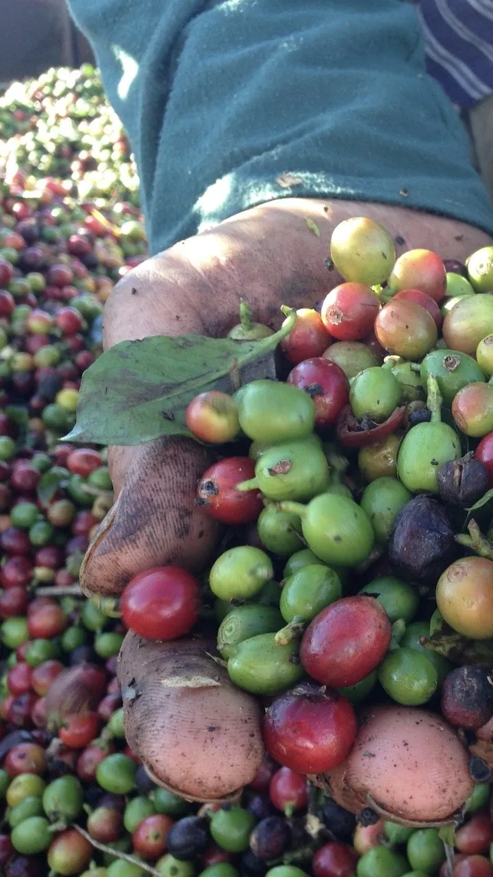 Cupped hands filled with freshly picked coffee berries of varying colour hues.
