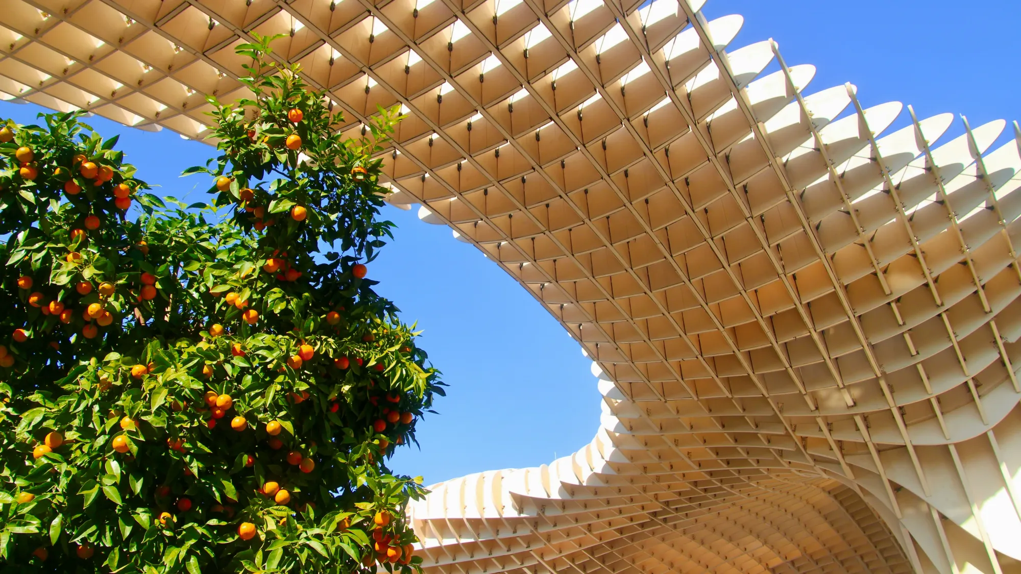 A section of Seville's Metropol Parasol, otherwise known as Las Sets de Sevilla. In the foreground there is an orange tree with bright green leaves and orange Seville oranges.
