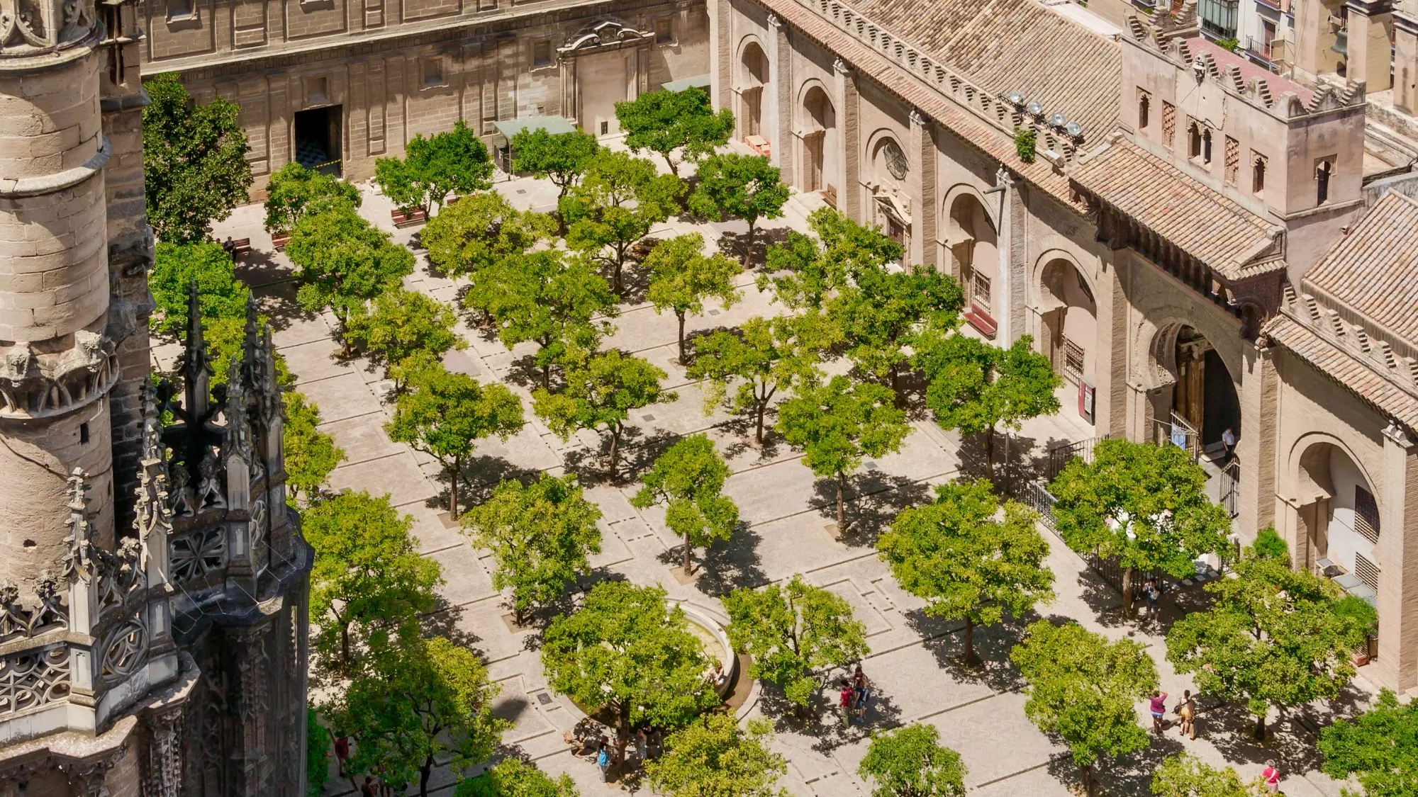 Rows of Seville's famous bitter orange trees in the courtyard of the Seville Cathedral. The trees are in the Patio de los Naranjos of the Catedral de Sevilla.