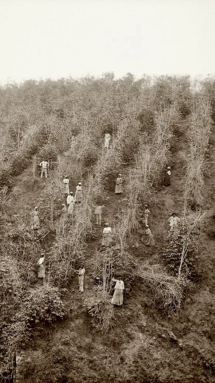 A sepia photograph from 1883. It shows a hillside portion of a coffee plantation in São Paulo. Amongst the crops we can see workers. These people are likely forced labourers brought to Brazil by the trans-Atlantic slave trade.