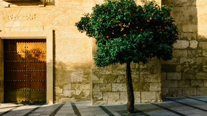 A 'bitter orange' tree with green leaves and bright orange Seville oranges protrudes from the pavement on the streets of Seville.